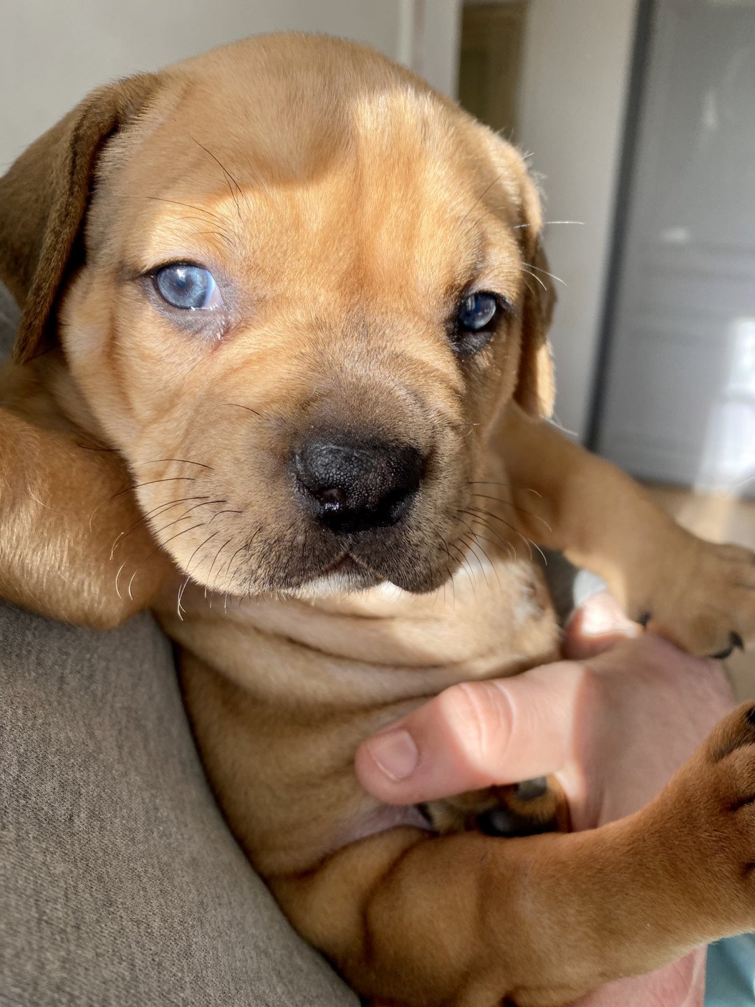 chiot American Bully Elevage Des Bains D'Aurensan