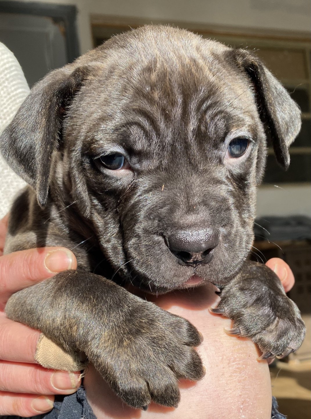 chiot American Bully Elevage Des Bains D'Aurensan