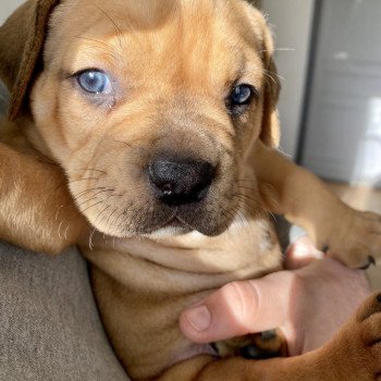 chiot American Bully Elevage Des Bains D'Aurensan