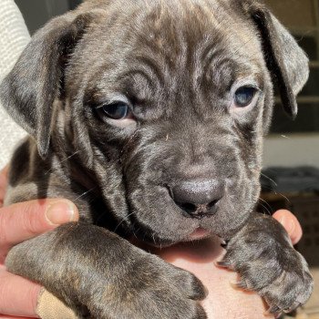 chiot American Bully Elevage Des Bains D'Aurensan