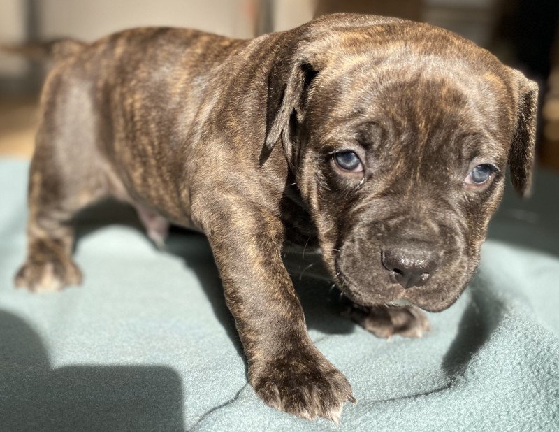 3e chiot (Portée BOOLY ❤ BUZZ) - Mâle Bringé Mâle American Bully