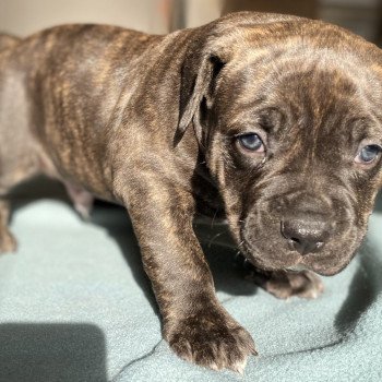 chiot American Bully Elevage Des Bains D'Aurensan
