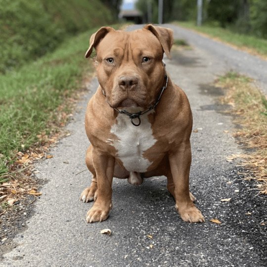 BUZZ Mâle American Bully