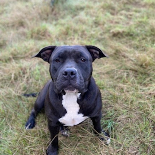PIMK DES BAINS D'AURENSAN Femelle American Bully