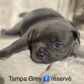 chiot American Bully Tampa grey des bains d’Aurensan Elevage Des Bains D'Aurensan